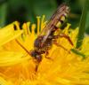 Nomada signata